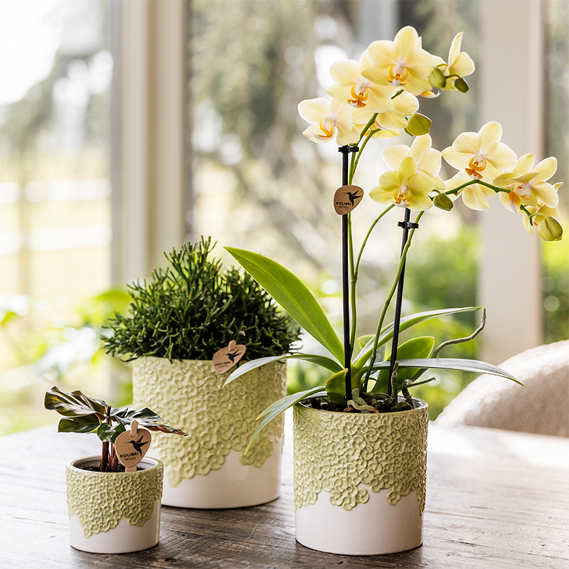 Blumentopf - Grün - Ø12cm