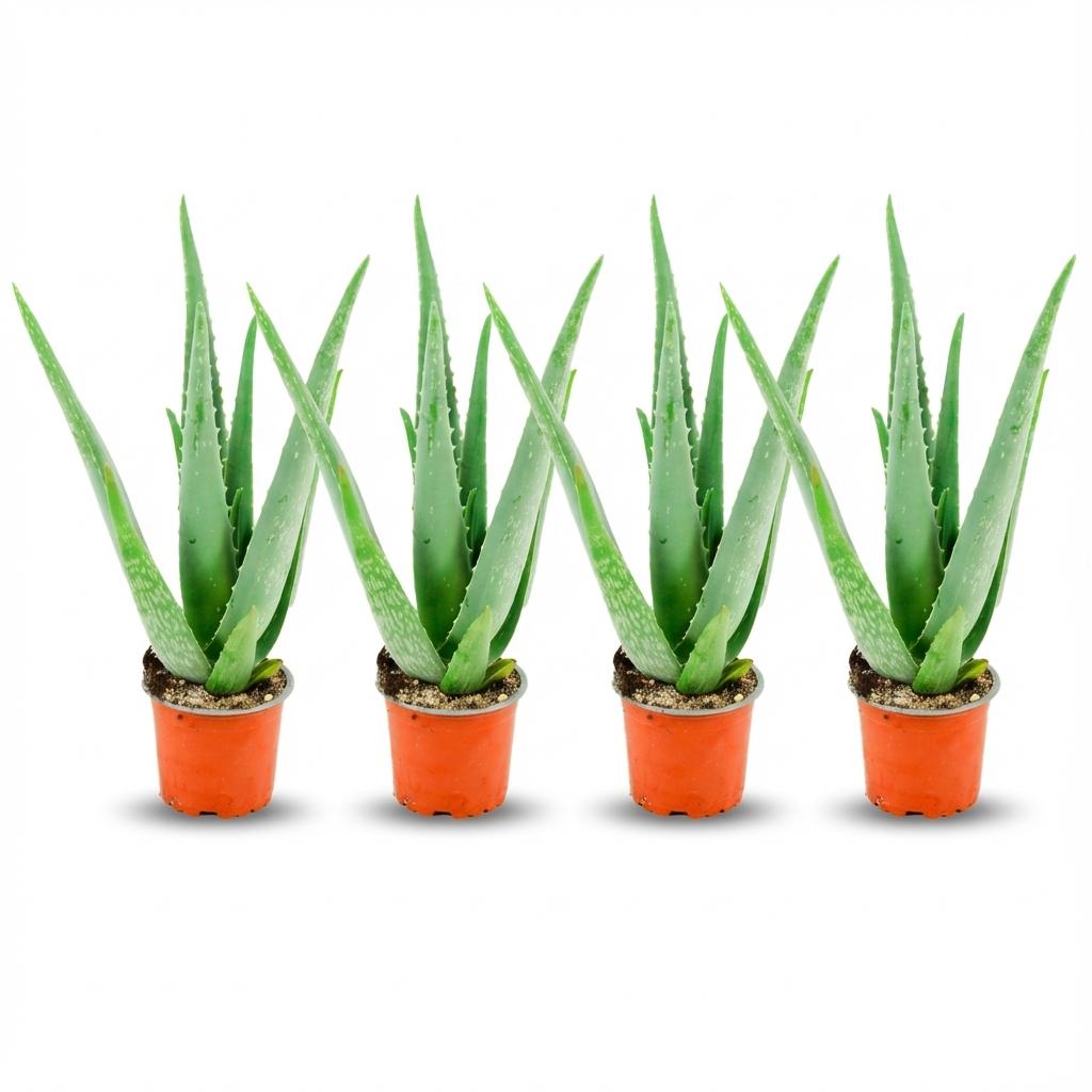 Aloë Vera - 4 Stück - Ø 10,5 cm - Höhe: 35 - 40cm