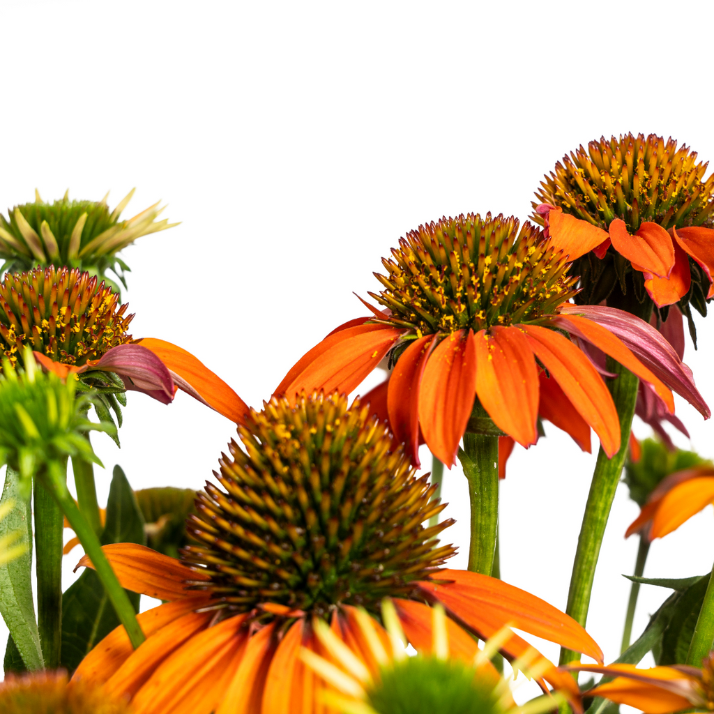 Echinacea purpurea Orange Ø19cm - ↕60 - 70cm