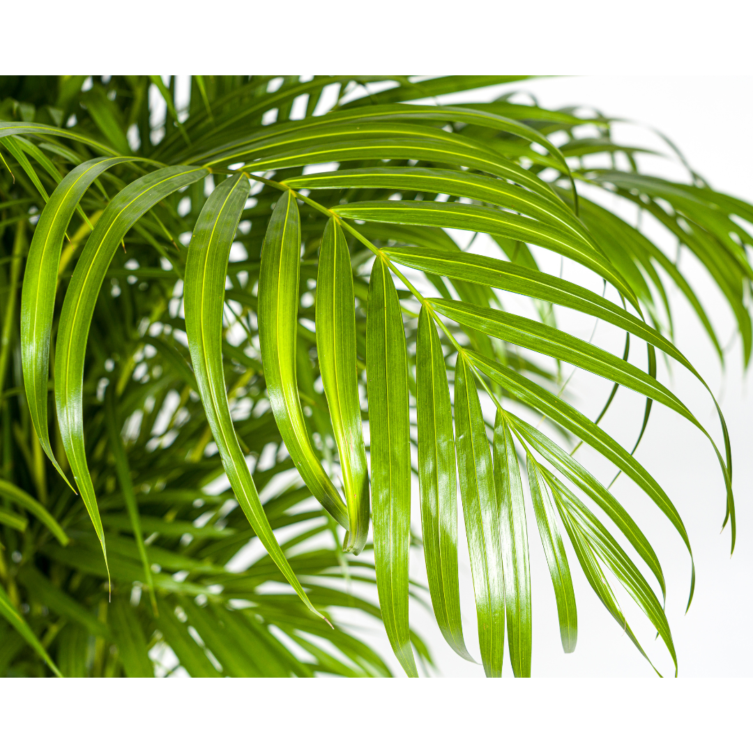 Dypsis Areca lutescens Ø27cm - ↕150 - 170cm (Goldpalme)