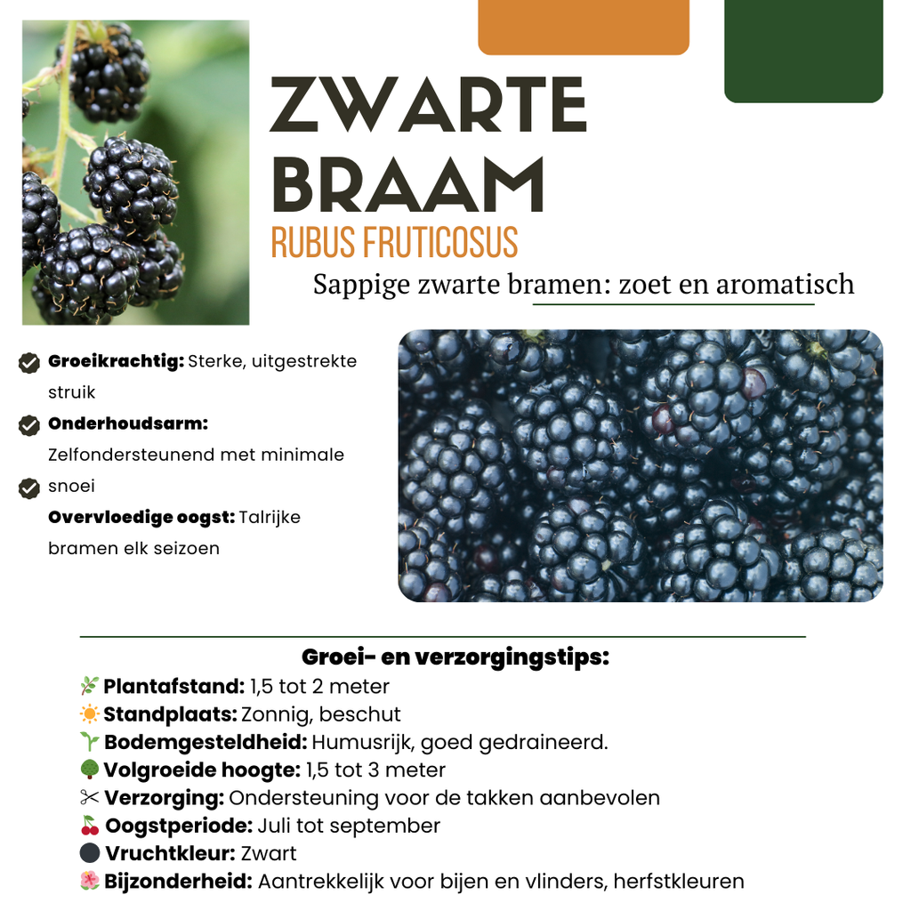 3 x Bio-Brombeerpflanzen – Ø 13 cm – ↨ 20 cm