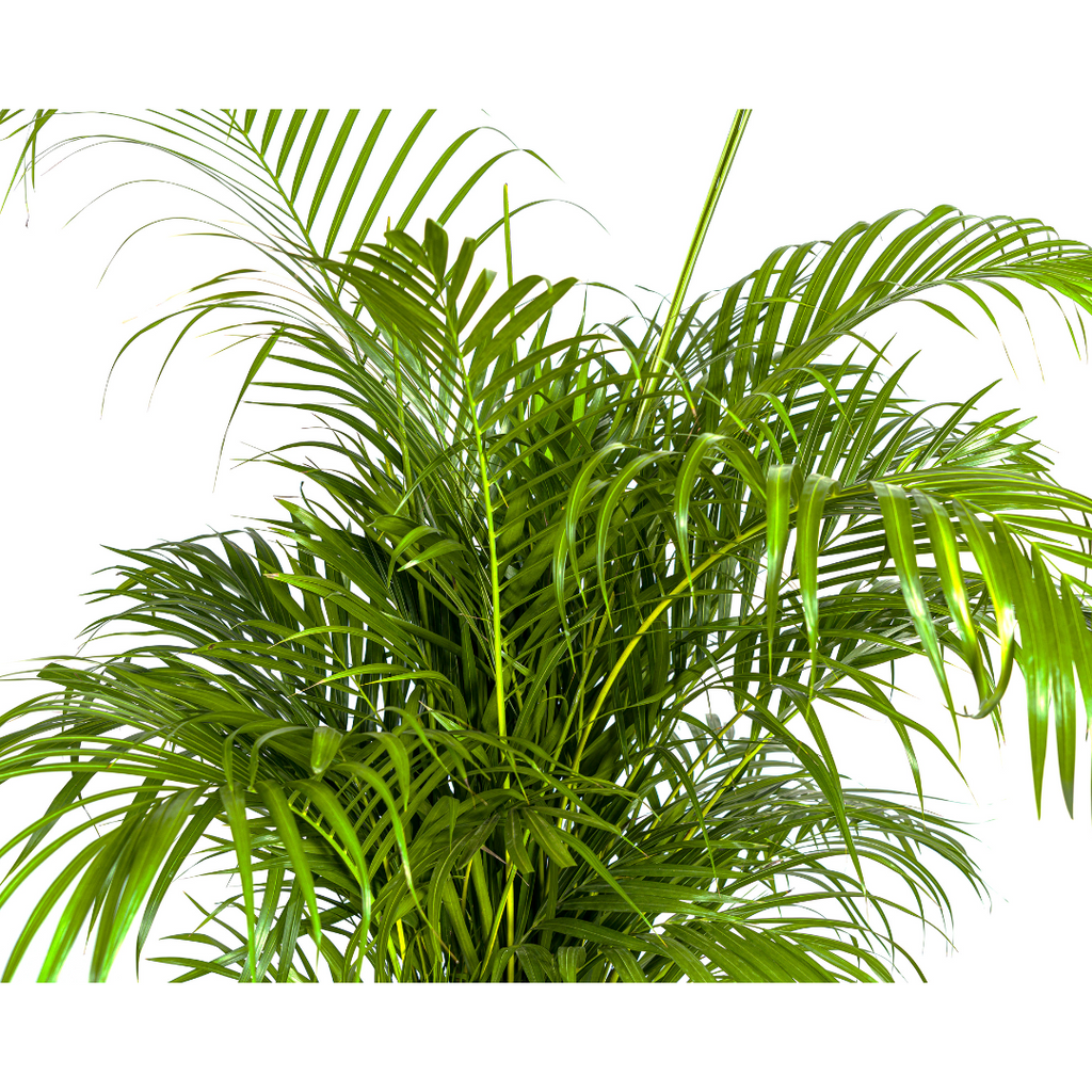 Dypsis Areca lutescens Ø27cm - ↕150 - 170cm (Goldpalme)