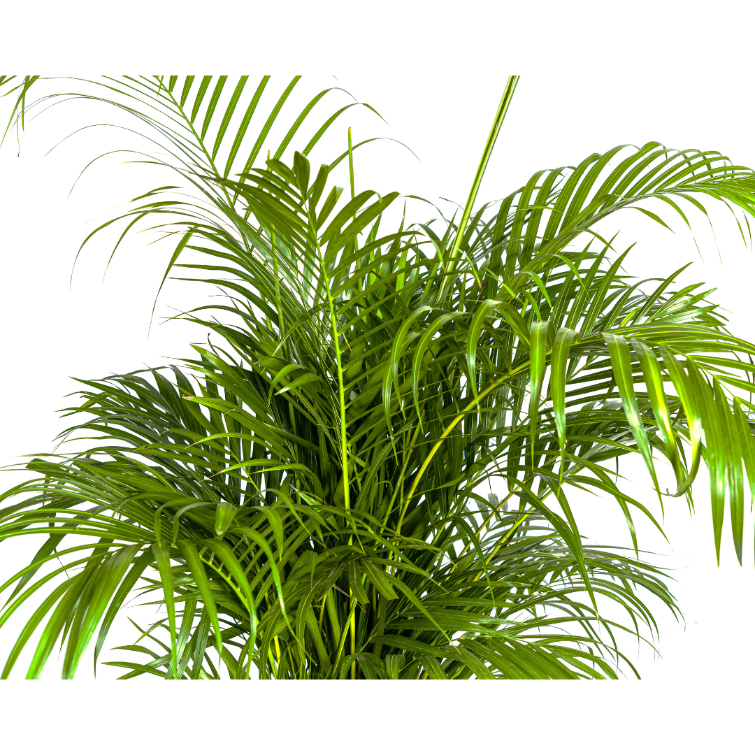 Dypsis Areca lutescens Ø27cm - ↕150 - 170cm (Goldpalme)