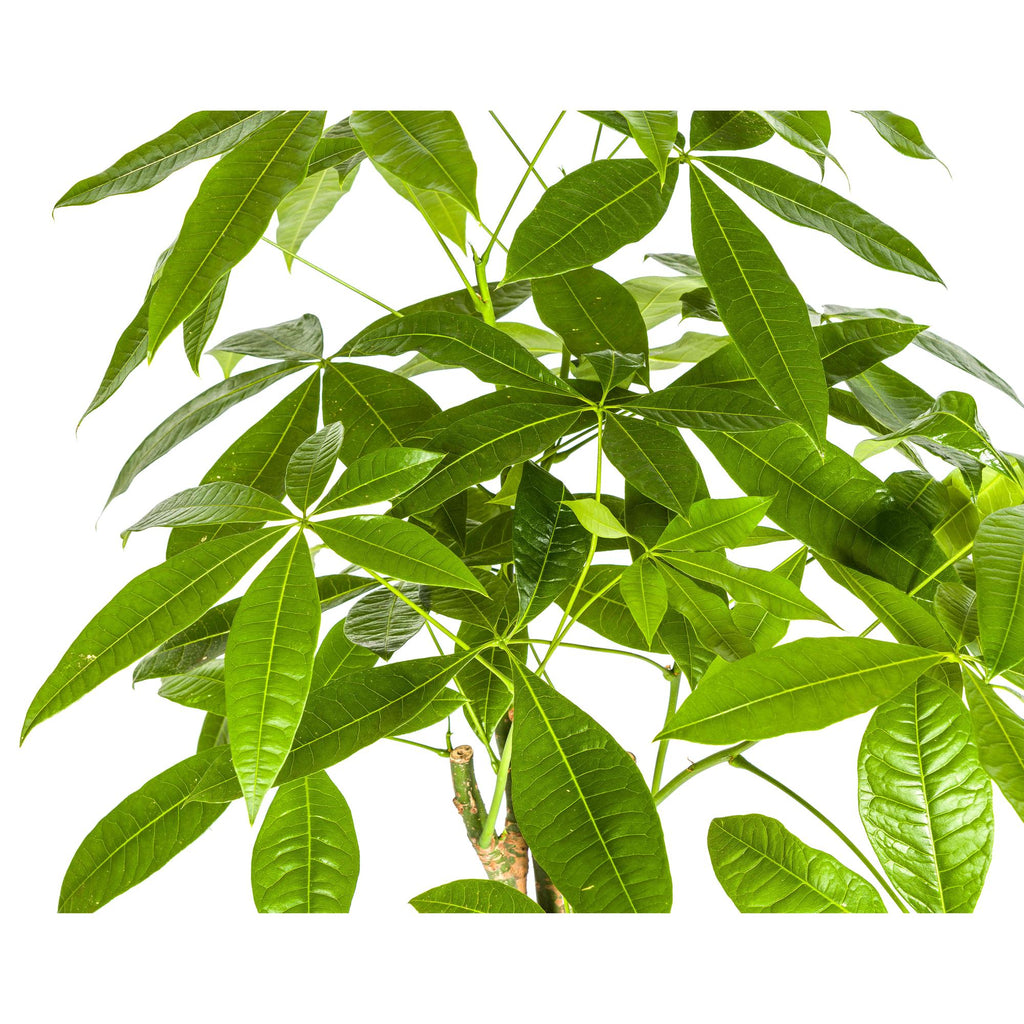Pachira Aquatica mit Korb Ø21cm - ↕90 - 110cm
