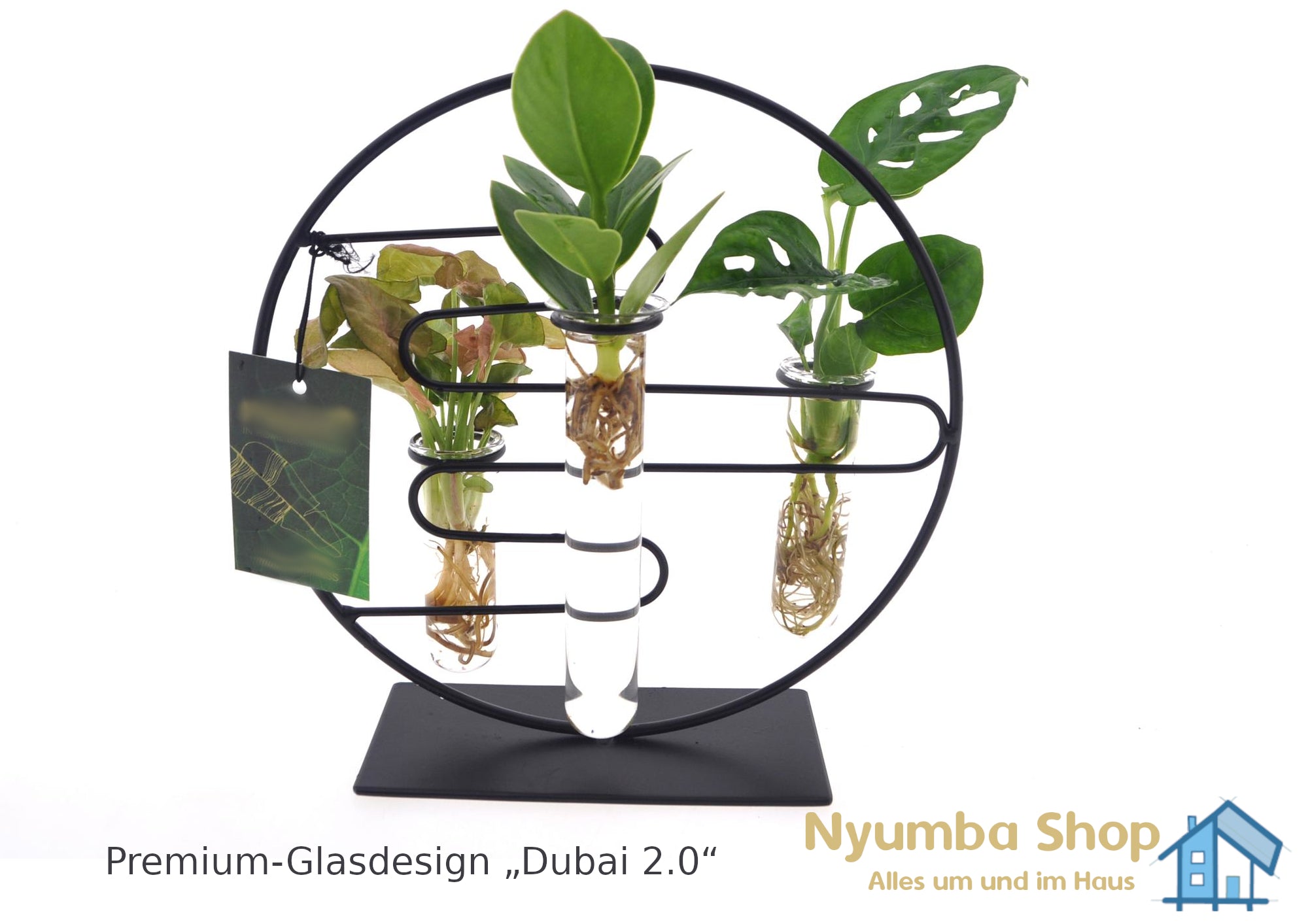 Zimmerpflanzen Intenz Mix In Dubai 2.0 Glas - Ø12cm - ↕25cm