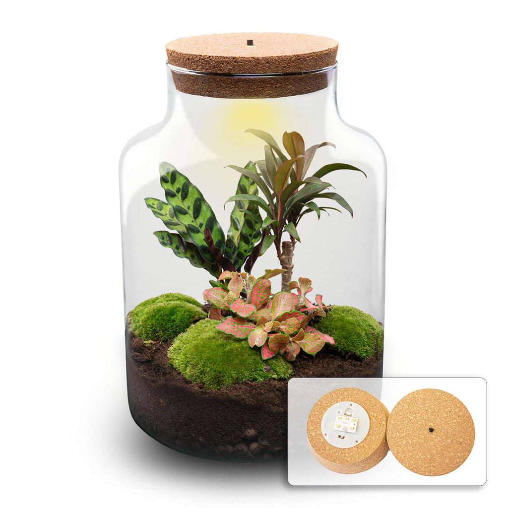DIY-Pflanzenterrarium mit Beleuchtung – Milky Palm – Ø 21 cm, Höhe 30 cm