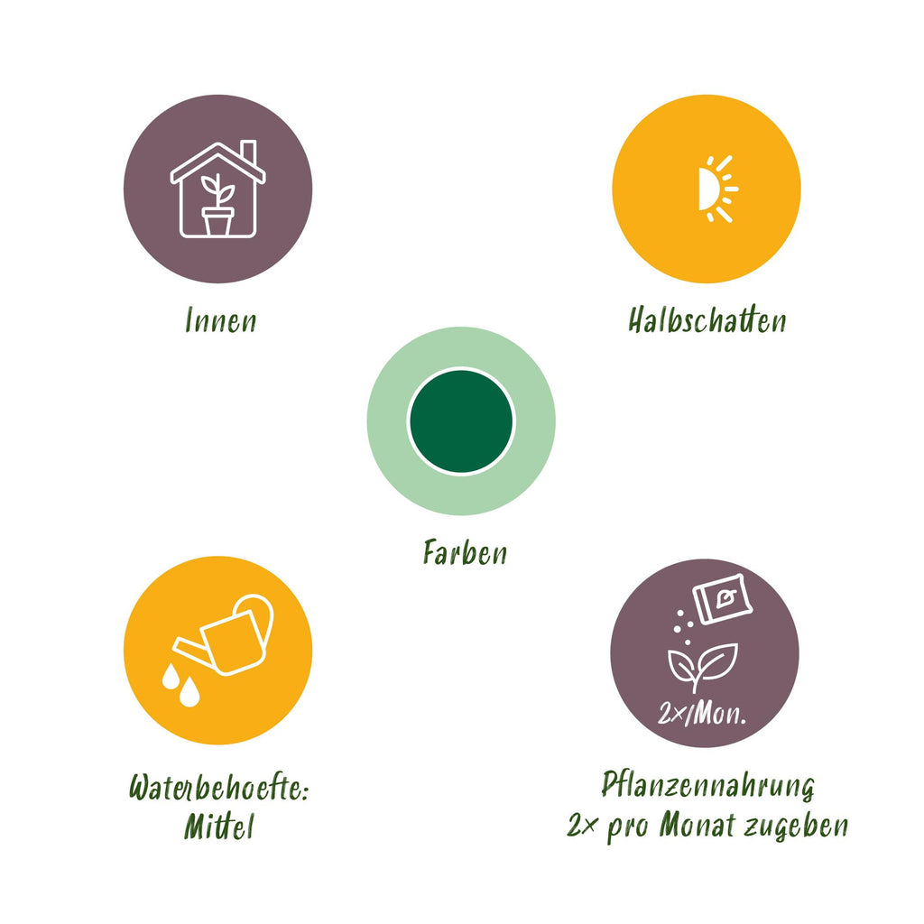 Green boutiQ - Zimmerpflanze - Howea Forsteriana - Kentia Palme - Wenig Pflege - Grün - 2 Pflanzen - Topf 21cm - Höhe 120-130cm