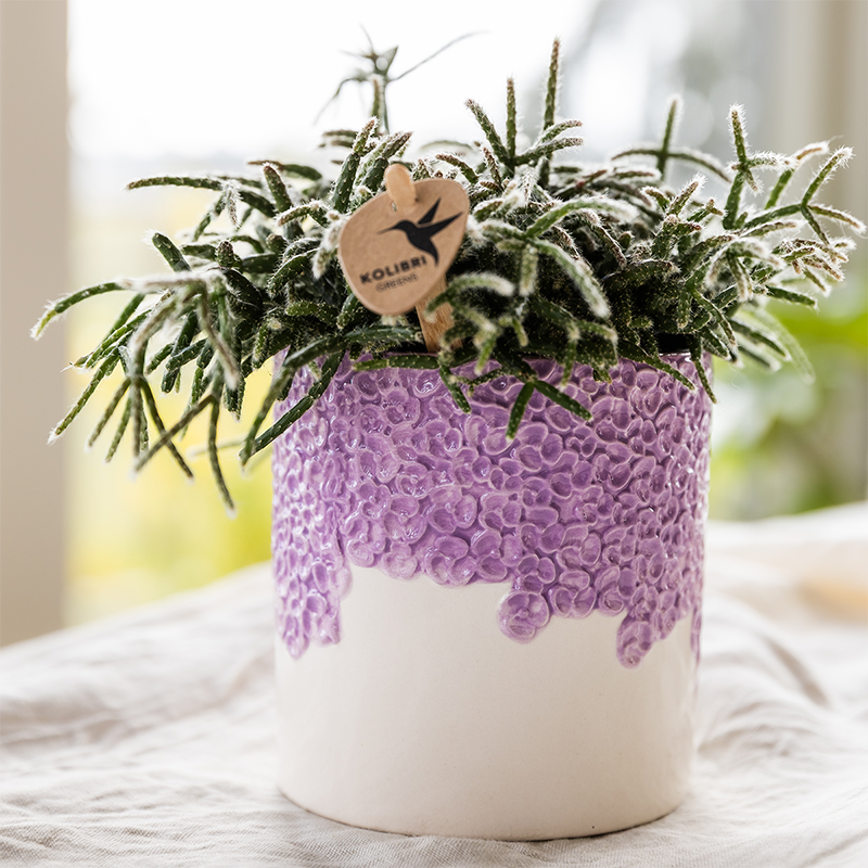Bloom Ziertopf - Lila - Ø6cm