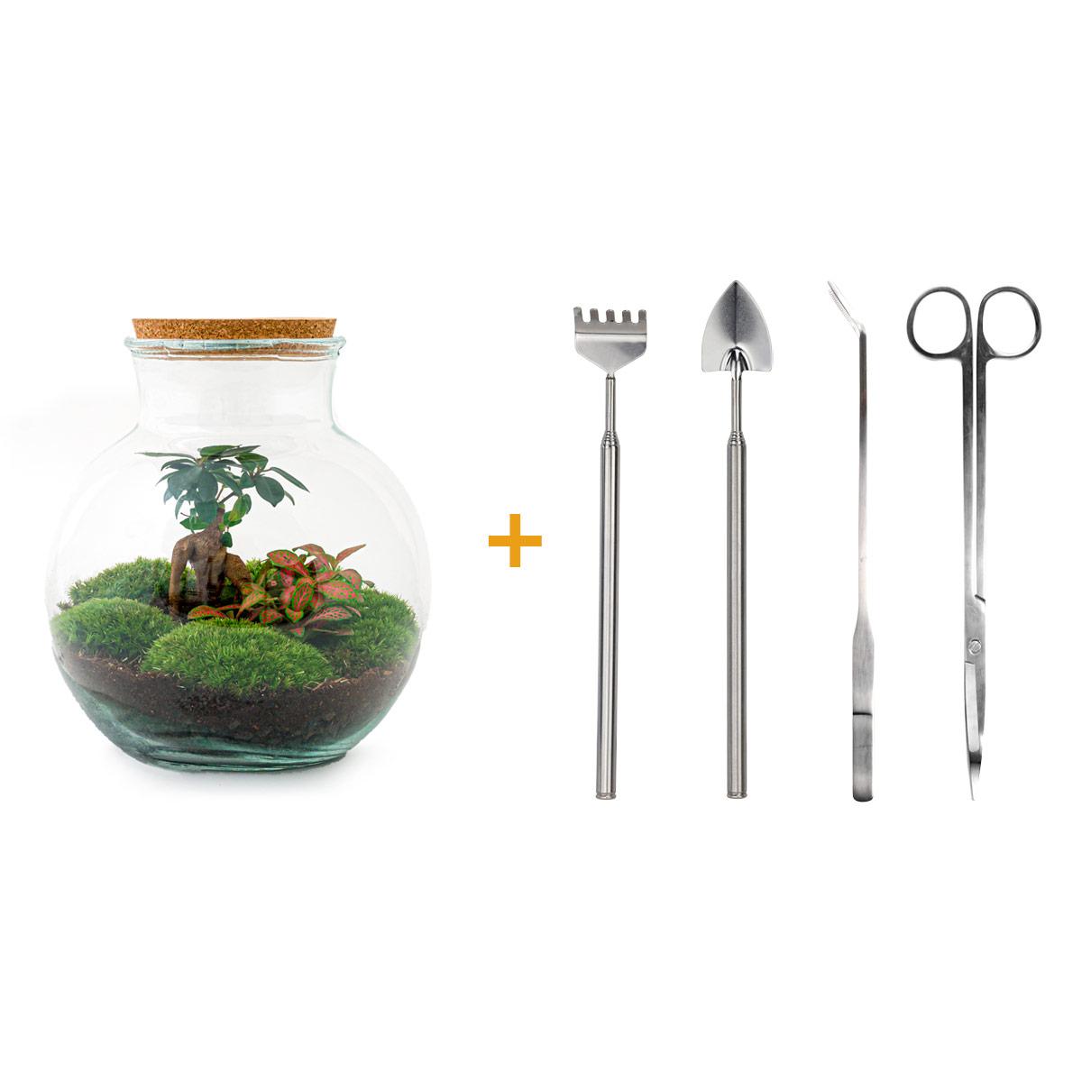 Flaschengarten - Teddy bonsai - ↕ 26,5 cm - Rechen + Schaufel + Pinzette + Schere