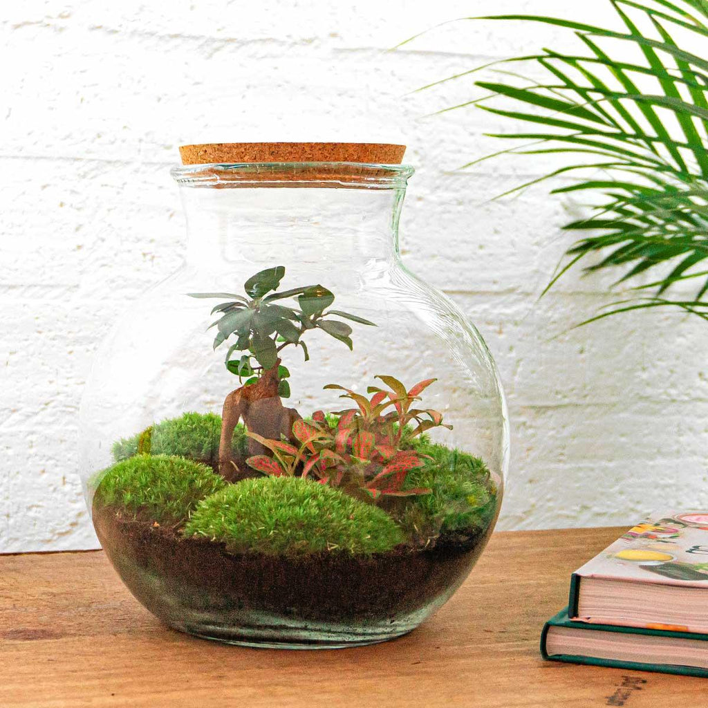 Flaschengarten - Teddy bonsai - ↕ 26,5 cm - Rechen + Schaufel