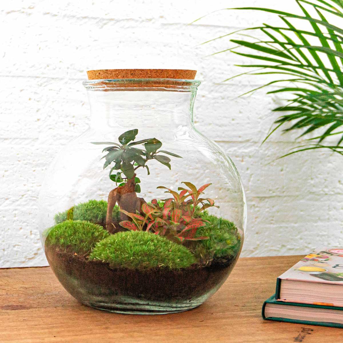 Flaschengarten - Teddy bonsai - ↕ 26,5 cm - Rechen + Schaufel