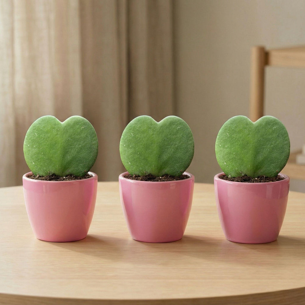 Sweetheart Plant Set – Grünes Mini-Geschenk – Topf & Pflanze Set – Rosa