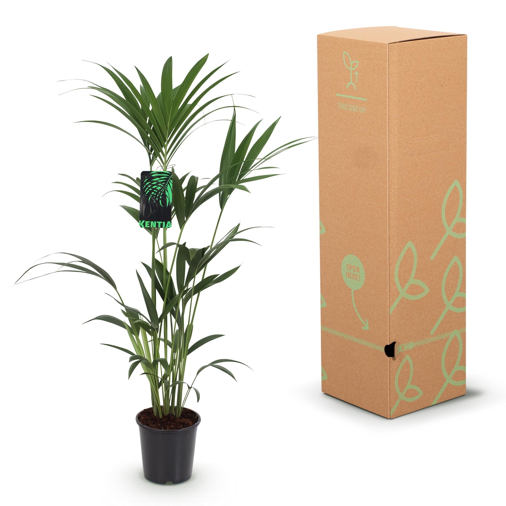 Green boutiQ - Zimmerpflanze - Howea Forsteriana - Kentia Palme - Wenig Pflege - Grün - 2 Pflanzen - Topf 21cm - Höhe 120-130cm