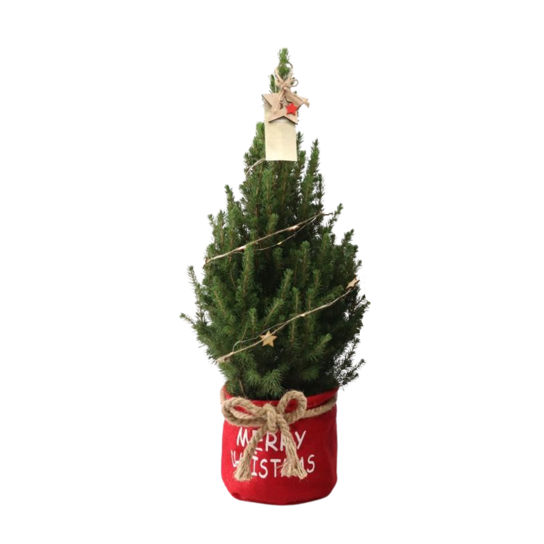 Kleiner Weihnachtsbaum in Weihnachtsbeutel rot – 70 cm – Picea Glauca Conica – Sternbeleuchtung inklusive Batterien