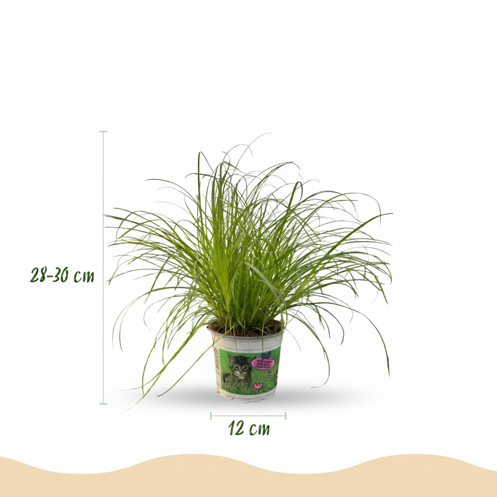 Green boutiQ - Zimmerpflanze - Cyperus alternifolius Zumula - Katzenpflanze - Haustierfreundliche Pflanze - Grün - 1 Pflanze - mit Korb - Topf 12cm - Höhe 20cm