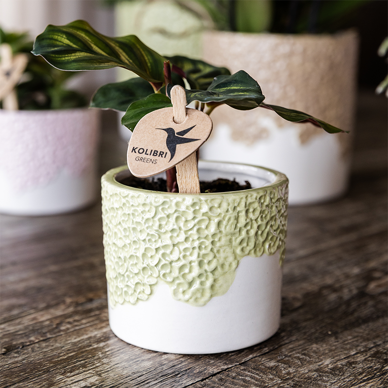Blumentopf – Grün – Ø 9 cm