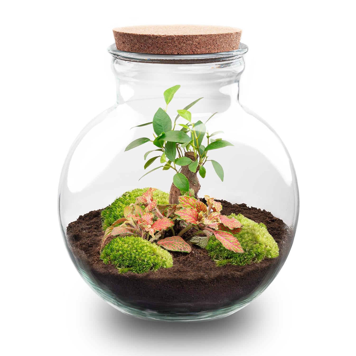 Flaschengarten - Teddy bonsai - ↕ 26,5 cm -ohne Werkzeuge