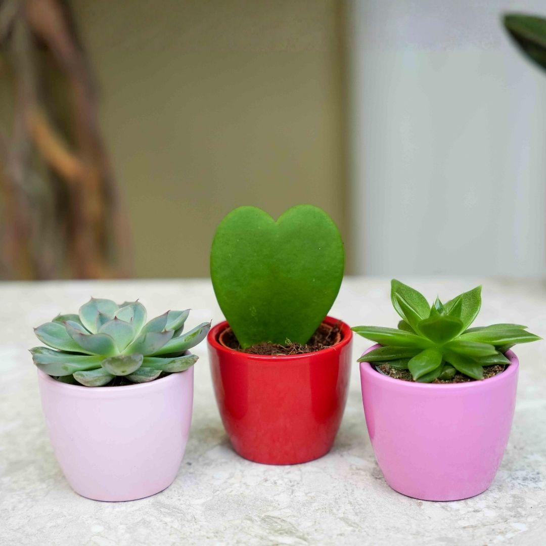 3er-Set mit Minitopf – Love – Sukkulenten – rosa/rot – Ø 6 cm