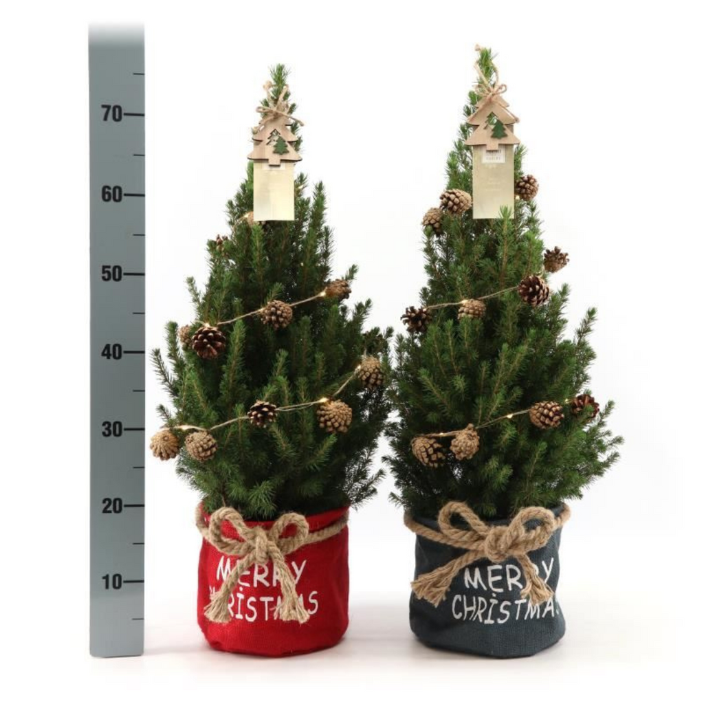 Kleiner Weihnachtsbaum in Xmas Bag blau – 70 cm – Picea Glauca Conica – Tannenzapfenbeleuchtung inklusive Batterien
