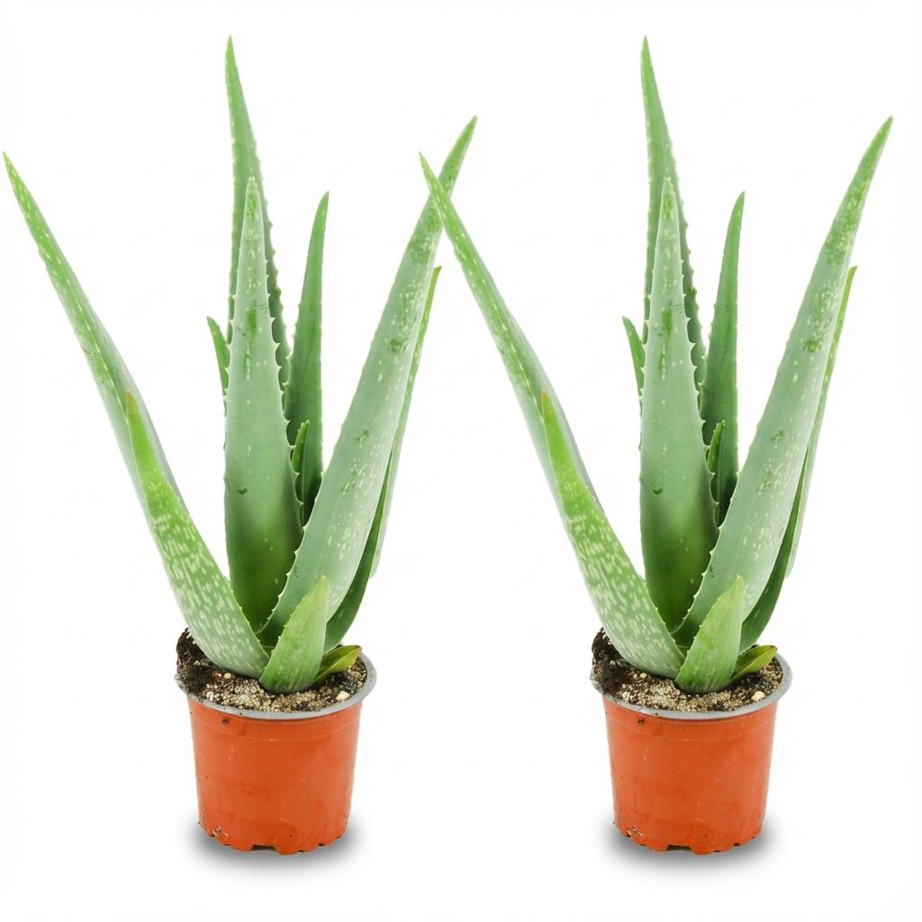 Aloë Vera - 2 Stück - Ø 10,5 cm - Höhe: 35 - 40cm