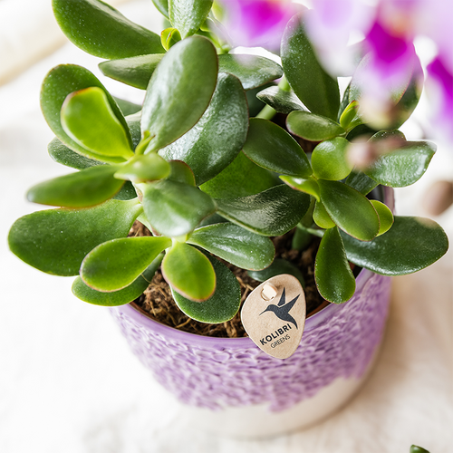 Blumen-Vase – Lila – Ø 12 cm