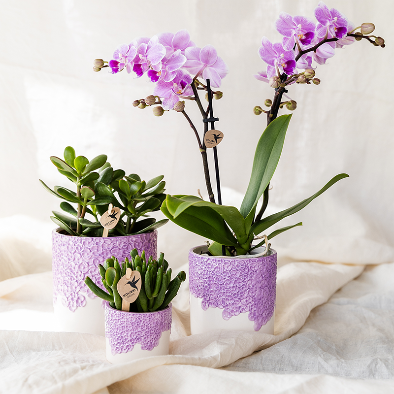 Bloom Ziertopf - Lila - Ø6cm