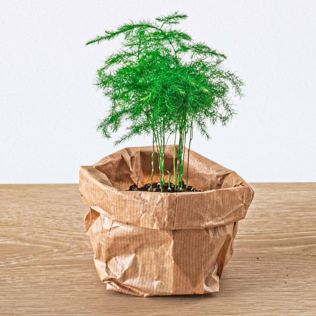 Nachfüllset für Pflanzenterrarium & Starter-Set – 5 Pflanzen