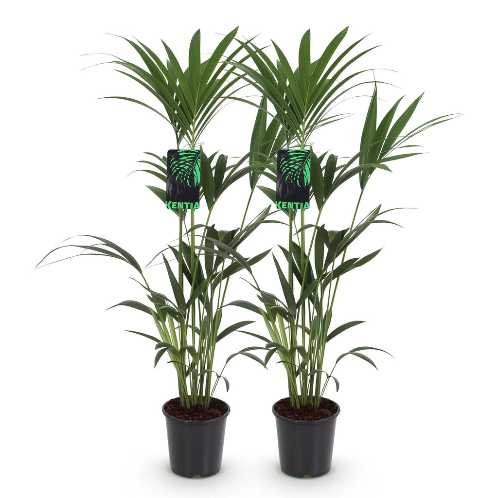 Green boutiQ - Zimmerpflanze - Howea Forsteriana - Kentia Palme - Wenig Pflege - Grün - 2 Pflanzen - Topf 21cm - Höhe 120-130cm