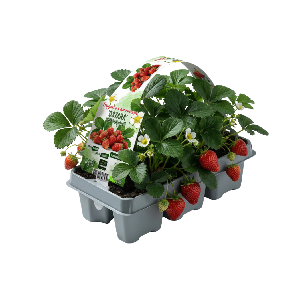 Erdbeeren, 6er-Pack (Fragaria), 100 % biologisch