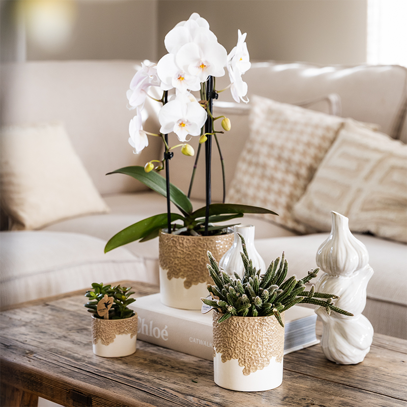 Blumentopf – Sand – Ø 6 cm