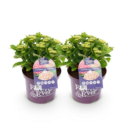 Green boutiQ - Balkonpflanze - Hortensie - Hydrangea Forever & Ever - Rosa - 7-12 Blumen - 2 Pflanzen - Topf 23cm Höhe 55cm