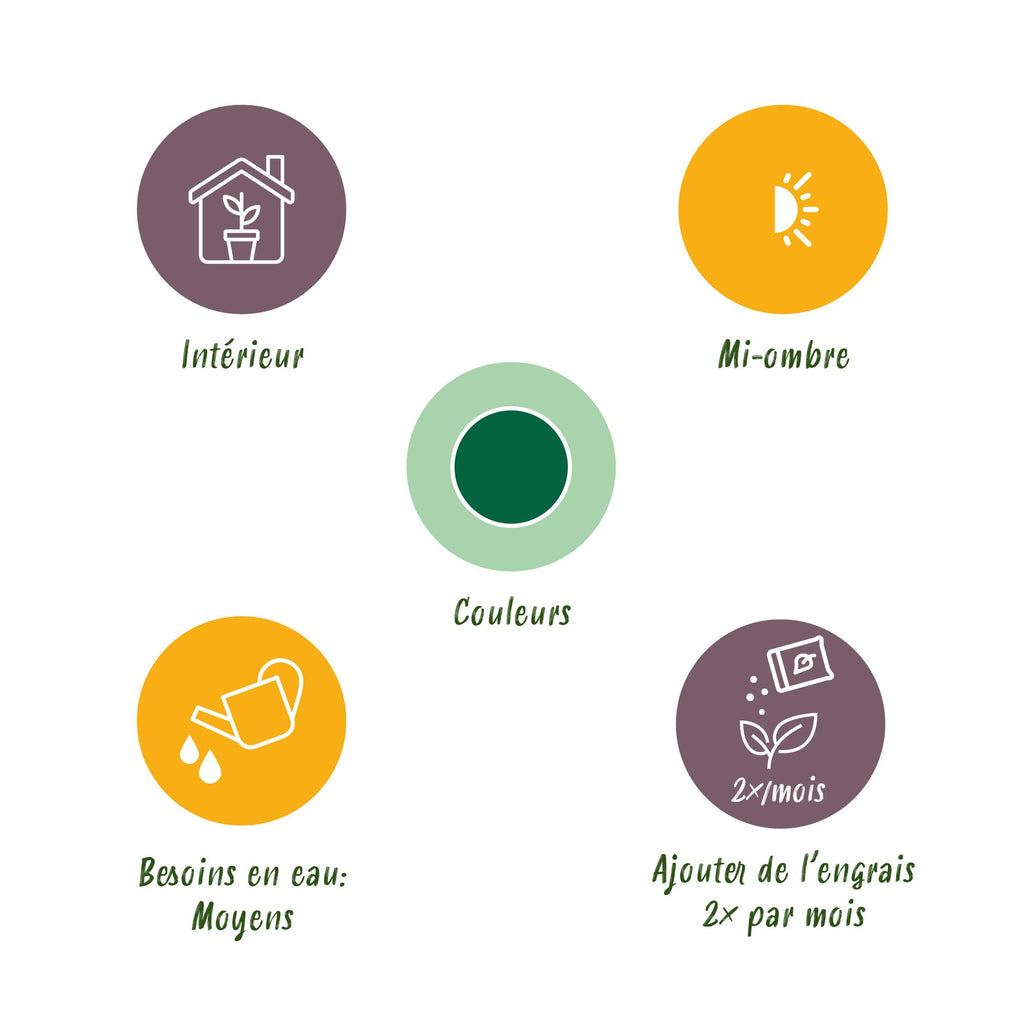 Green boutiQ - Zimmerpflanze - Howea Forsteriana - Kentia-Palme - Wenig Pflege - Grün - 1 Pflanze - Topf 24cm - Höhe 140-150cm