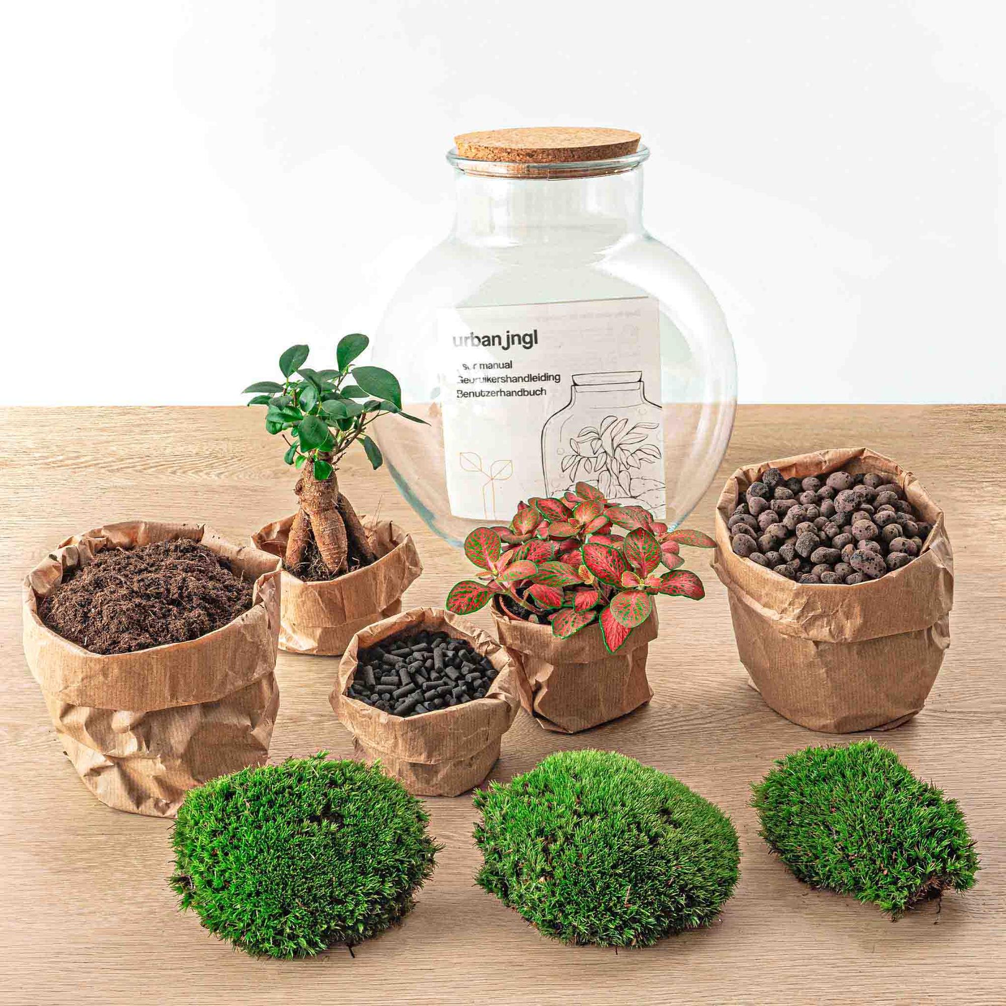 Flaschengarten - Teddy bonsai - ↕ 26,5 cm - Rechen + Schaufel