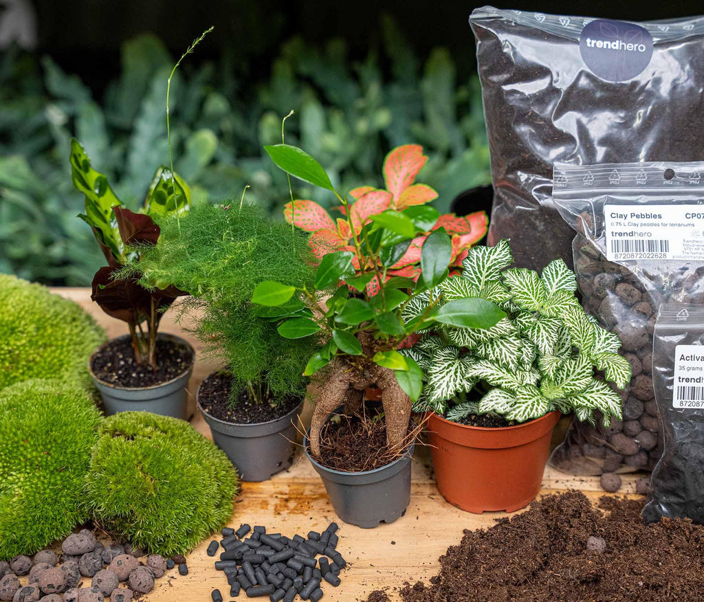 Nachfüllset für Pflanzenterrarium & Starter-Set – 5 Pflanzen