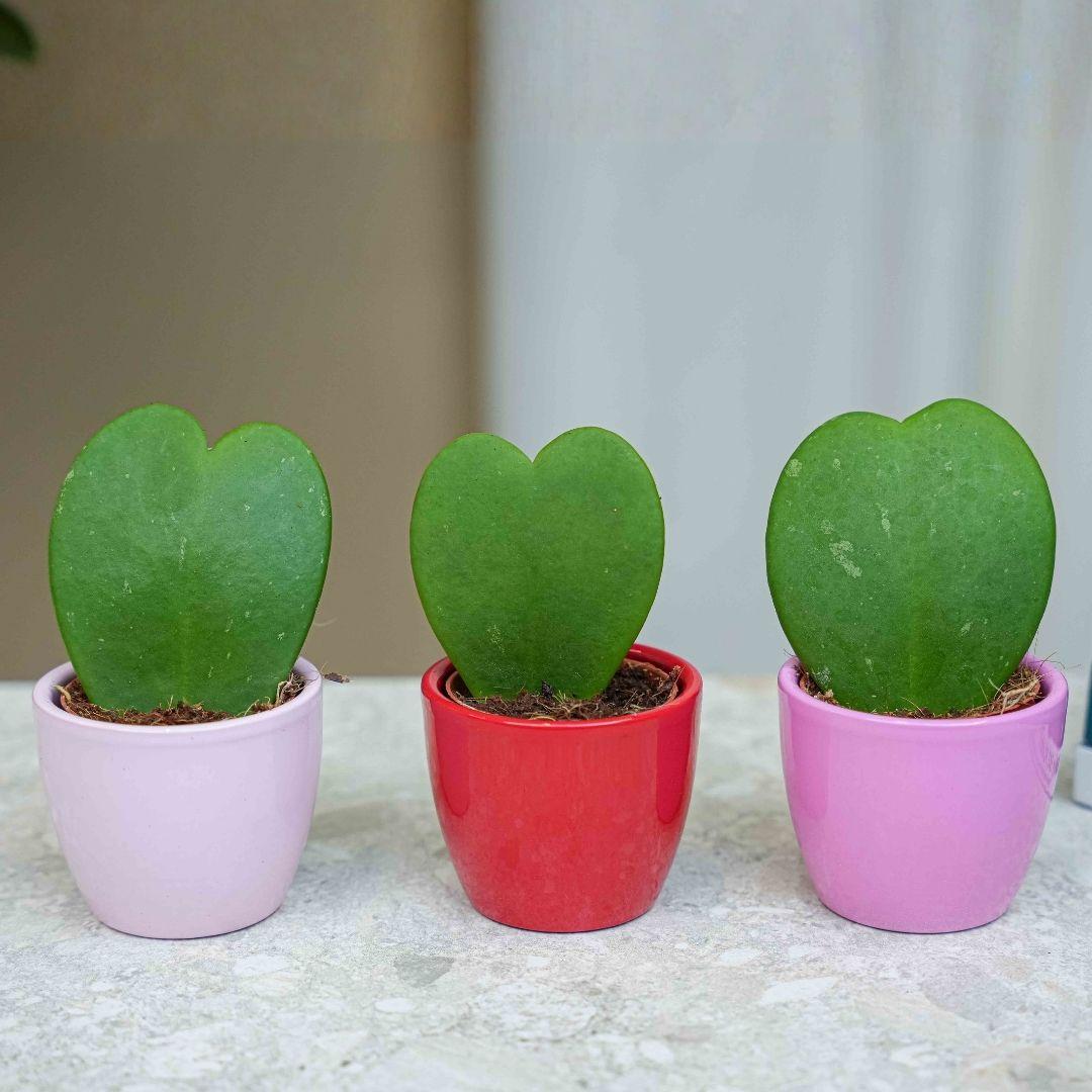 Pflanzen Set von 3 mit mini Topf - Love - Hoya Kerrii - rosa/rot - Ø 6 cm