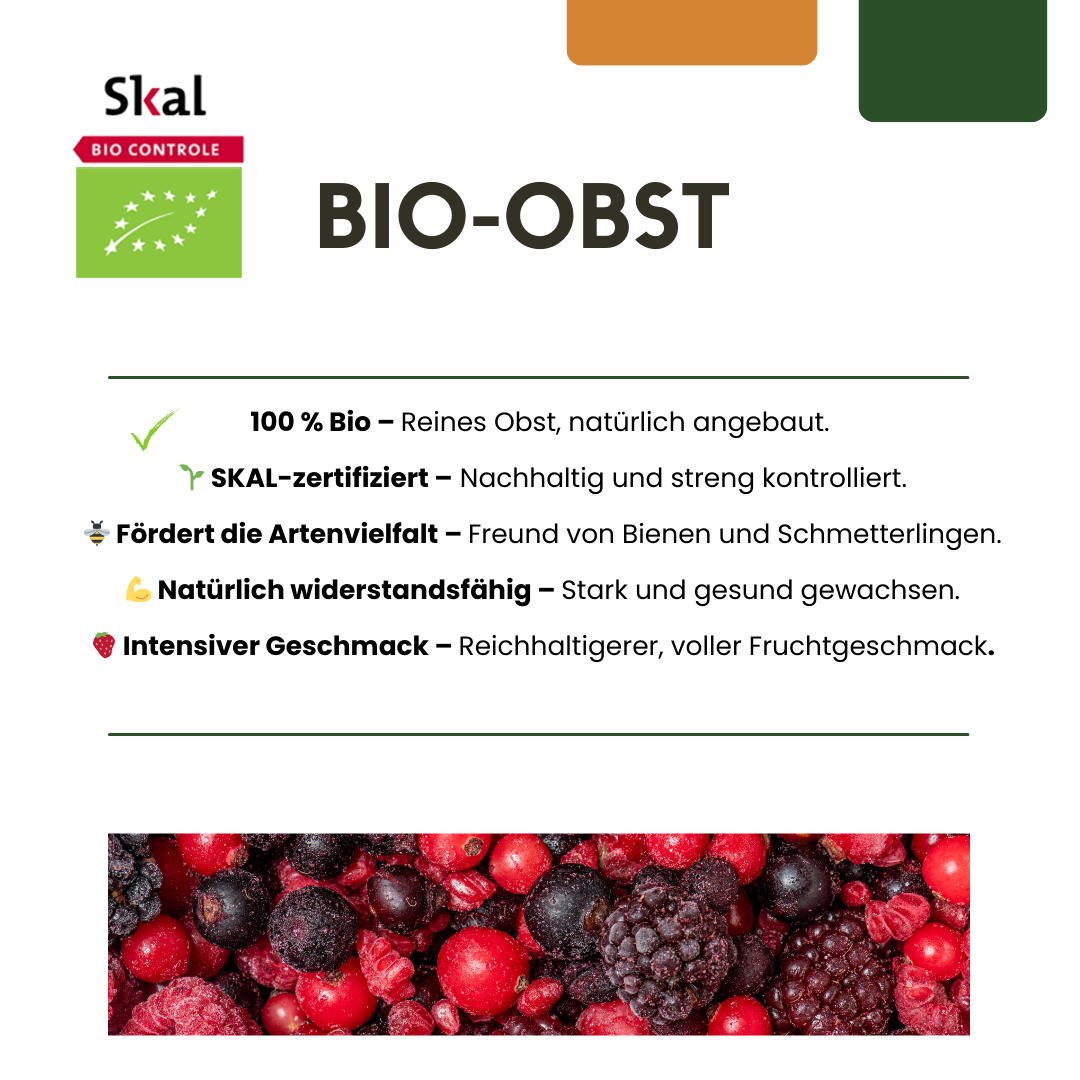 6 x Bio-Stachelbeerpflanzen – Ø 13 cm – ↨ 20 cm