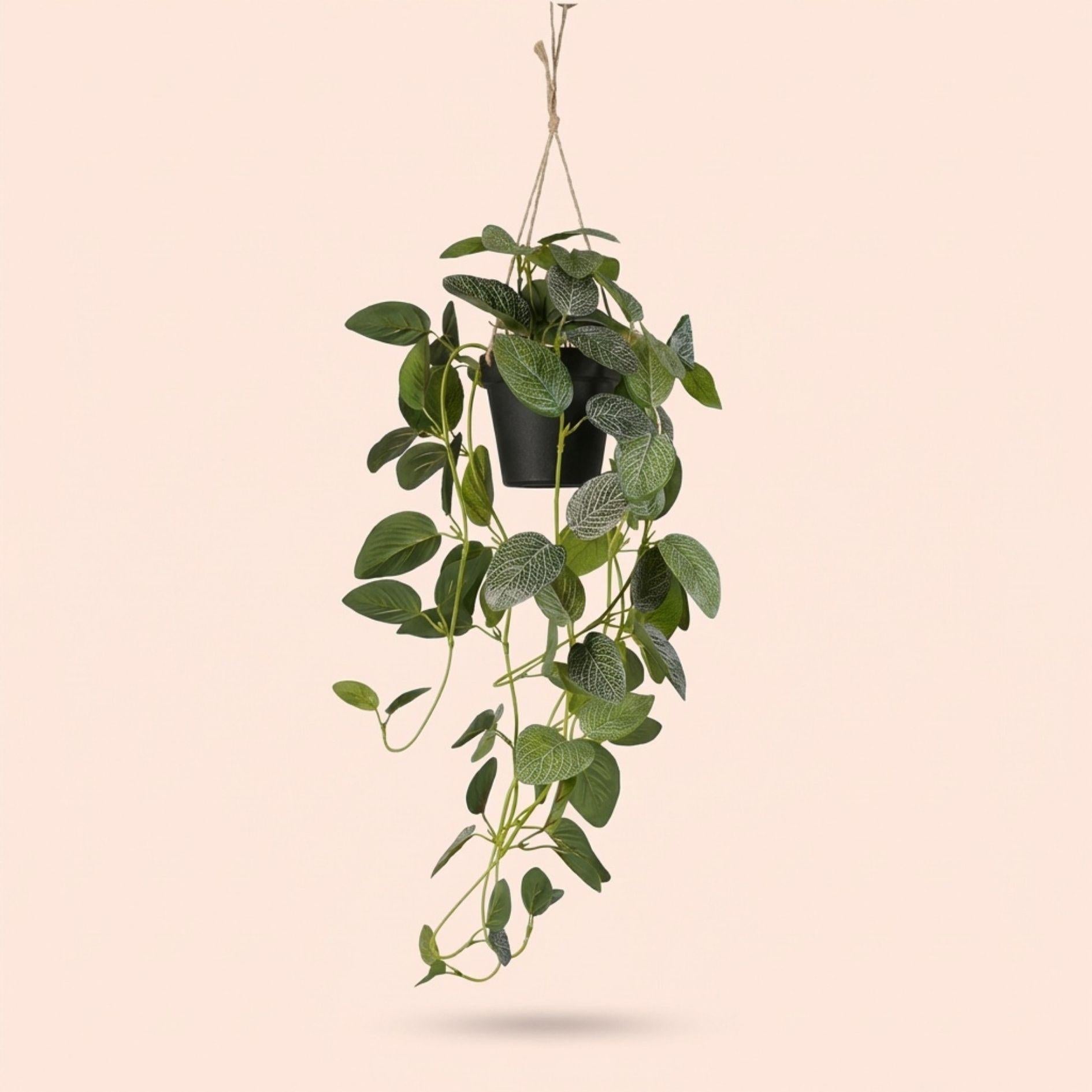 Fittonia – Hängepflanze im Topf – 70 cm – Kunstpflanze