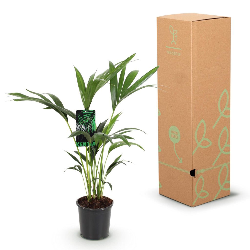 Green boutiQ - Zimmerpflanze - Howea Forsteriana - Kentia Palme - Wenig Pflege - Grün - 1 Pflanze - Topf 17cm - Höhe 70-75cm