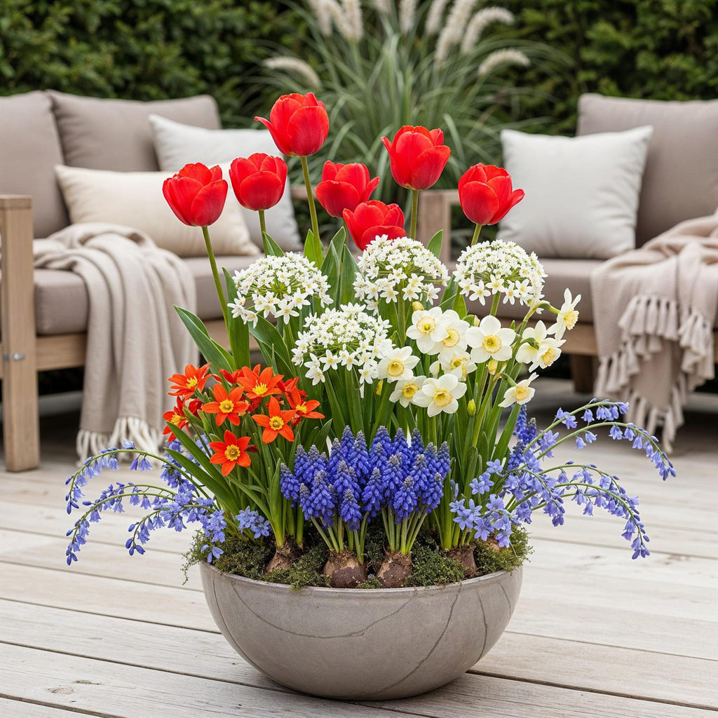 GreenboutiQ - Blumenzwiebeln -  Verschiedene Farben - 125 Stück - Geschenkverpackung