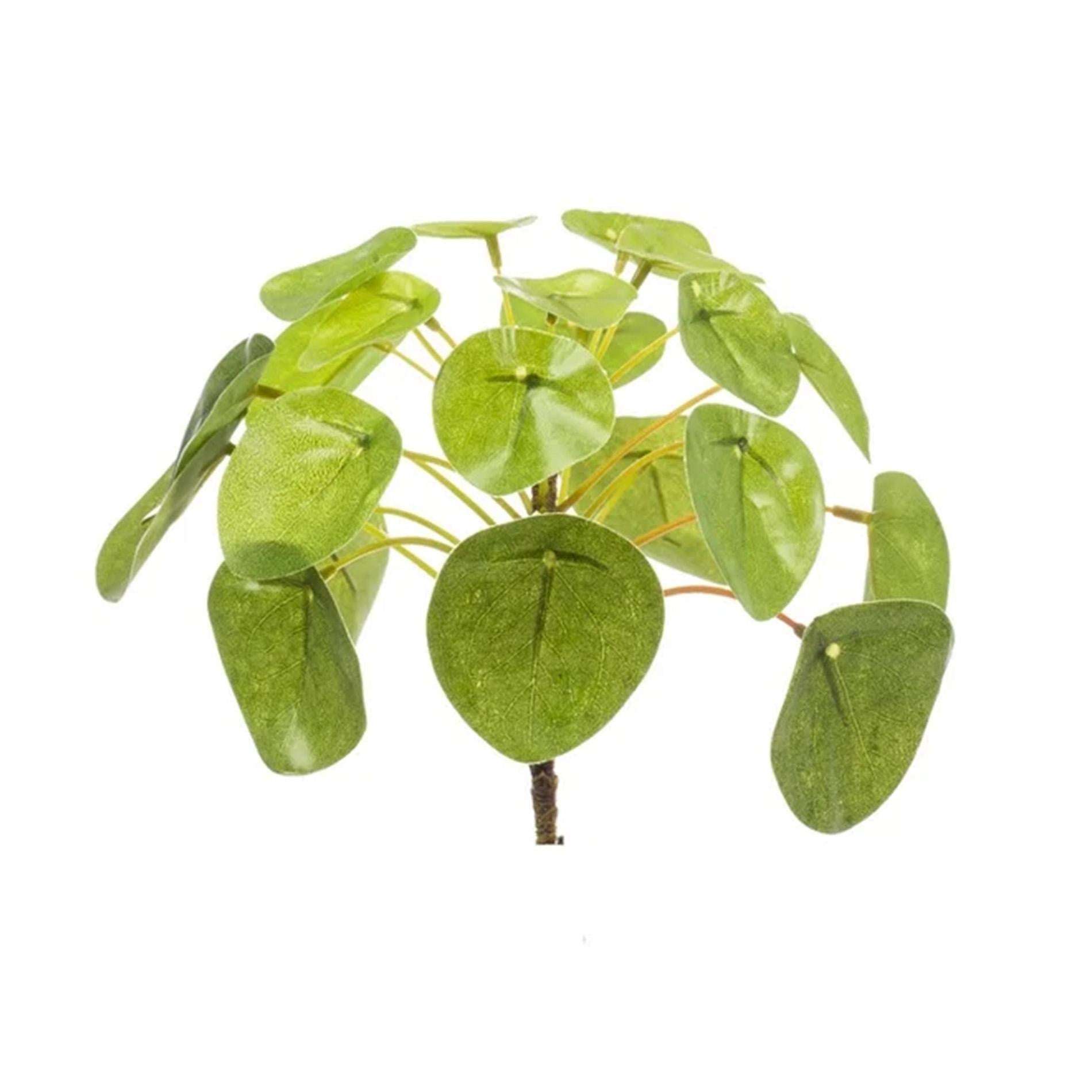 Pilea Mini-Busch 13 cm