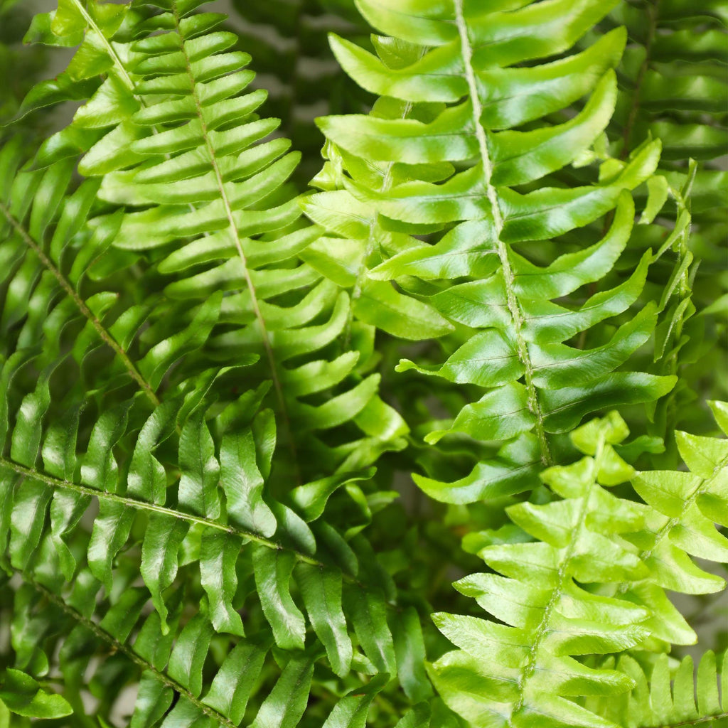 Green boutiQ - Zimmerpflanze - Nephrolepsis exaltata Green Lady - Farn - Haustierfreundlich - Grün - 2 Pflanzen - Topf 12cm - Höhe 28-30cm