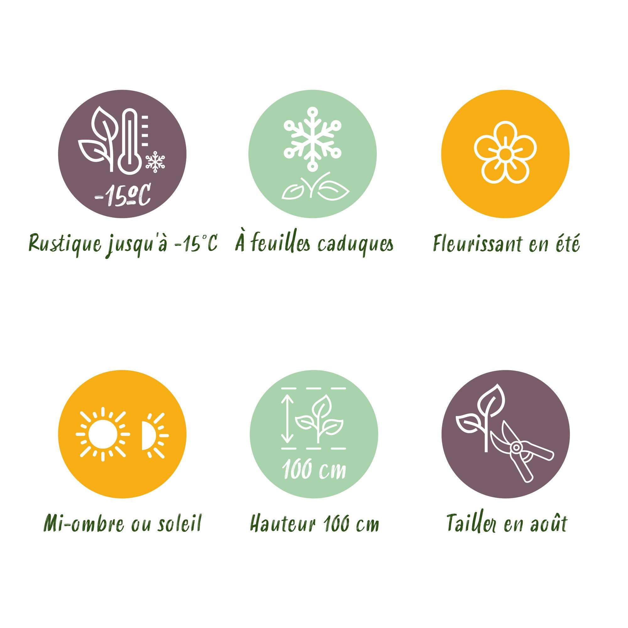 Green boutiQ - Balkonpflanze - Hortensie - Hydrangea Magical Teusday & Saphire - Rot - 6-10 Blumen - Topf 23cm Höhe 55cm