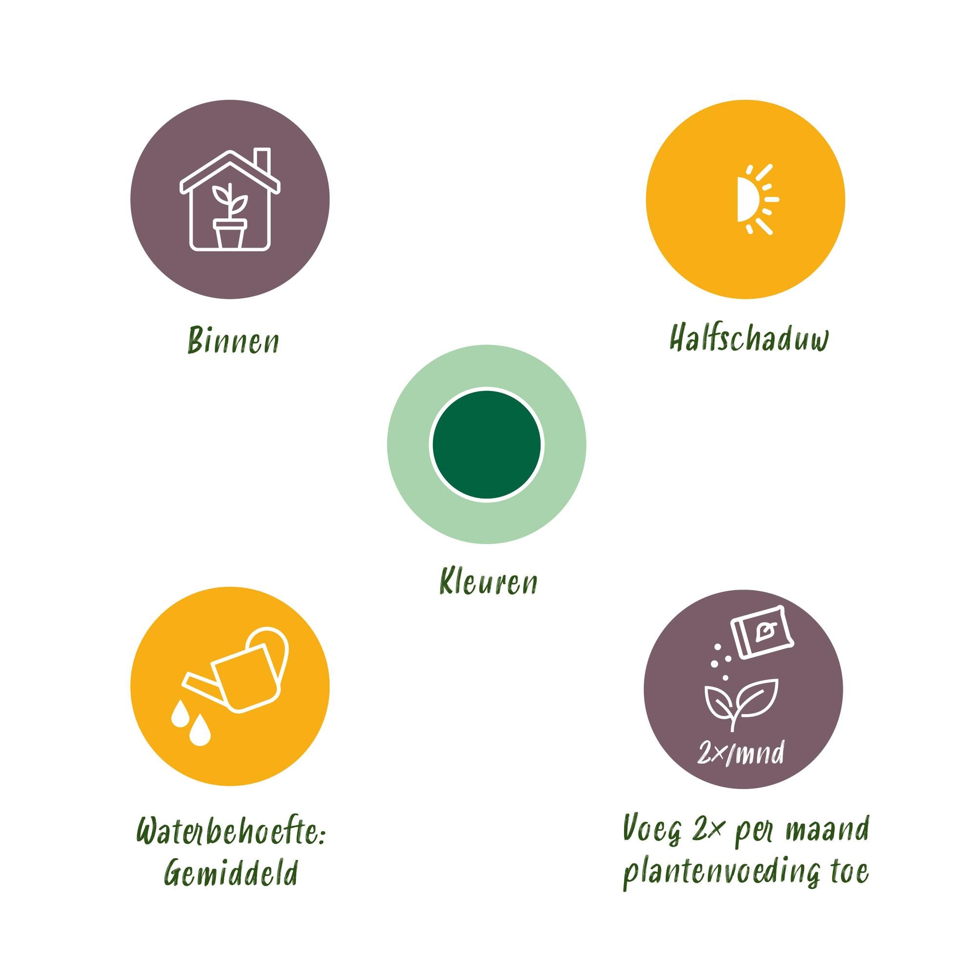 Green boutiQ - Zimmerpflanze - Howea Forsteriana - Kentia-Palme - Wenig Pflege - Grün - 1 Pflanze - Topf 24cm - Höhe 140-150cm