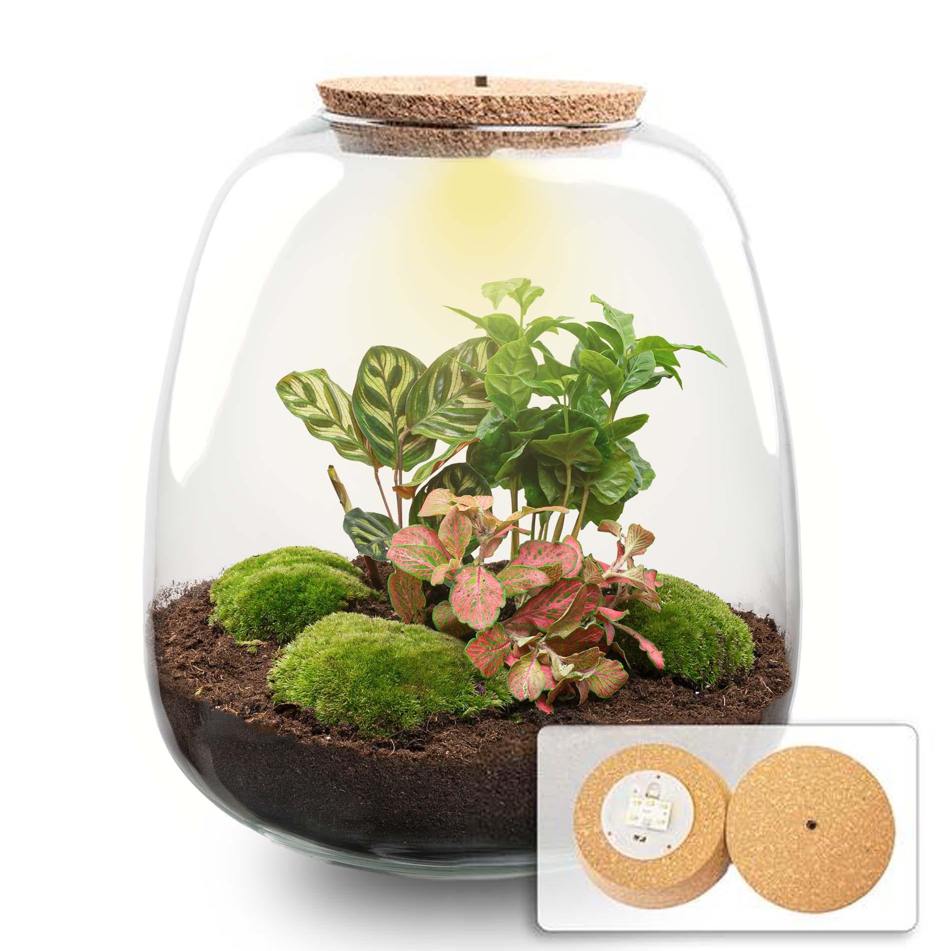 Pflanzenterrarium – Emma – DIY-Set – ↑ 25 cm – Ø 23 cm – Coffea Red