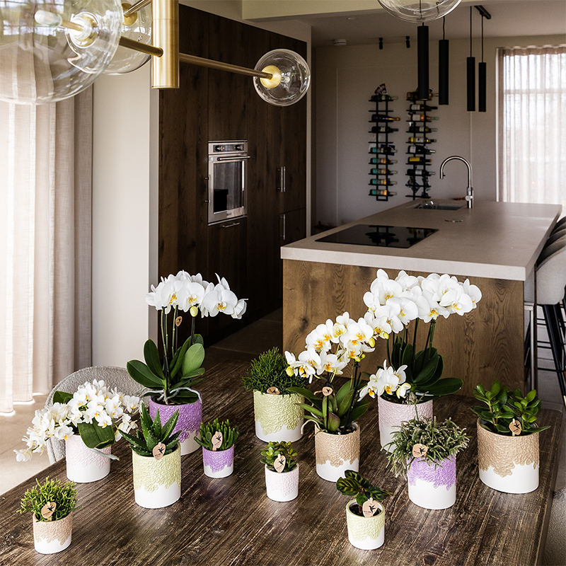 Bloom Ziertopf - Lila - Ø9cm