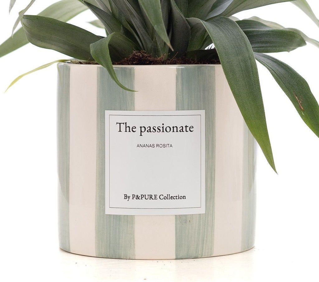 Ananas Rosita Gift "The Passionate" mit Grußkarte - Ø12cm - ↕35cm
