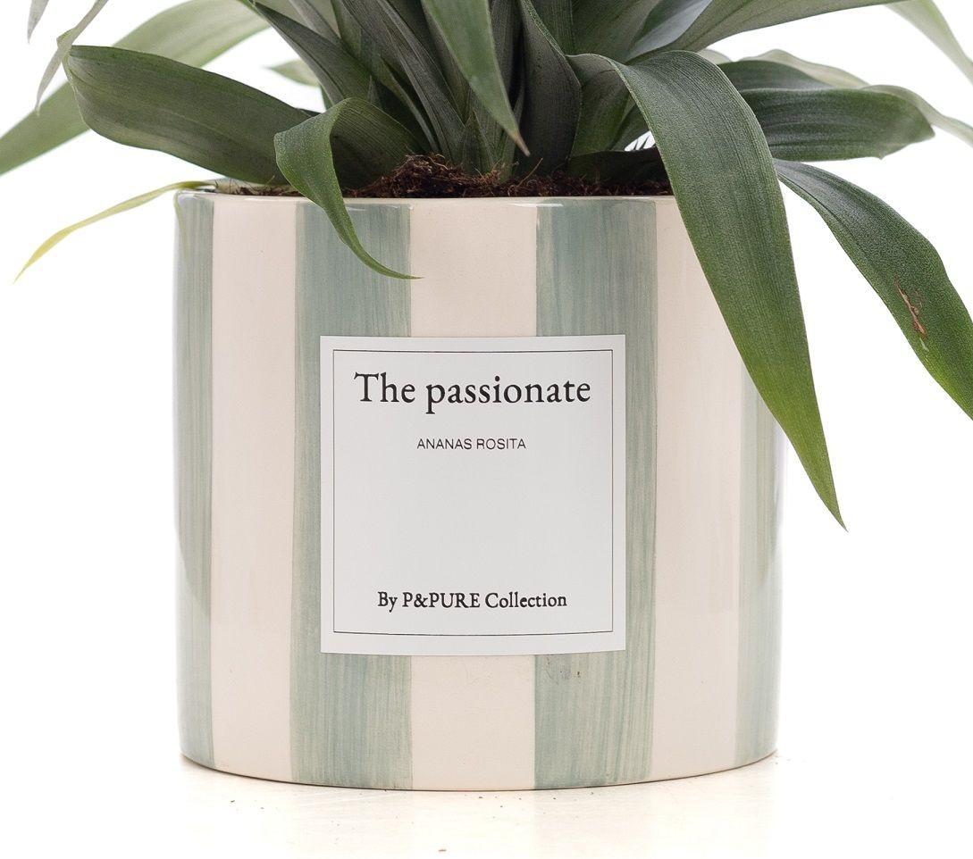Ananas Rosita Gift "The Passionate" mit Grußkarte - Ø12cm - ↕35cm