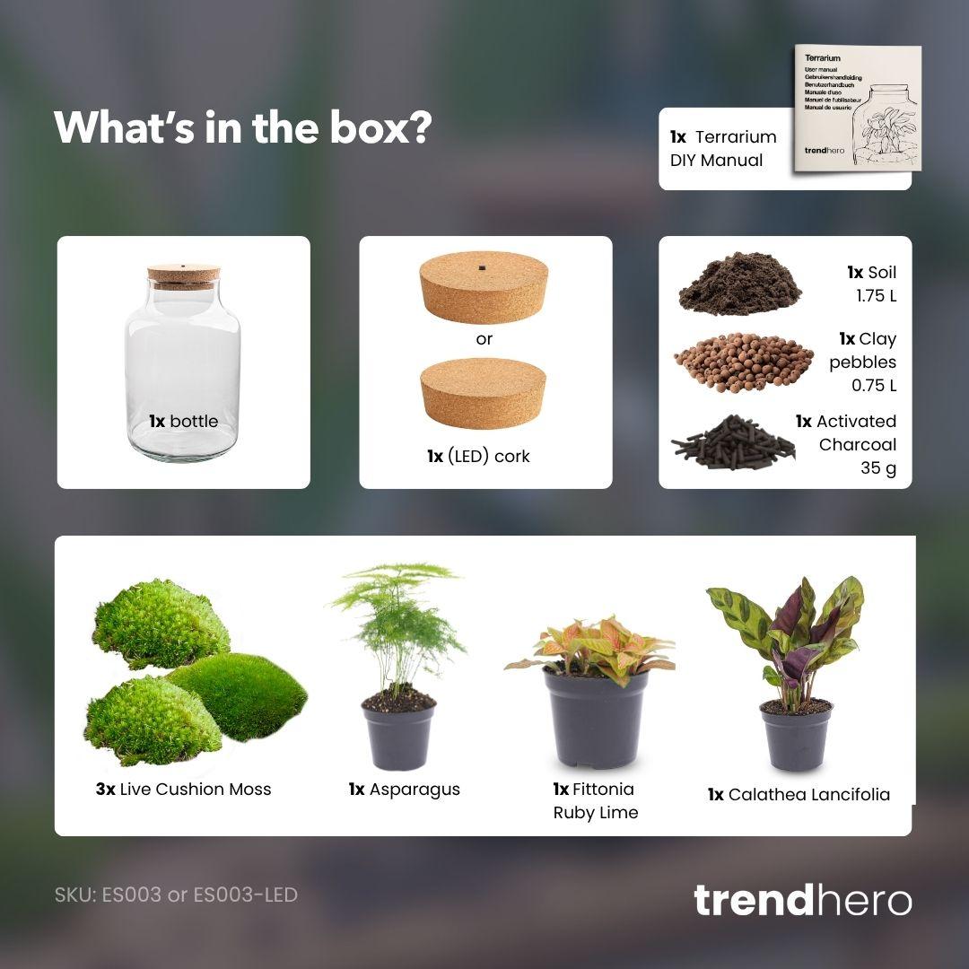 Flaschengarten - Milky - ↕ 30 cm - Keine Werkzeuge erforderlich