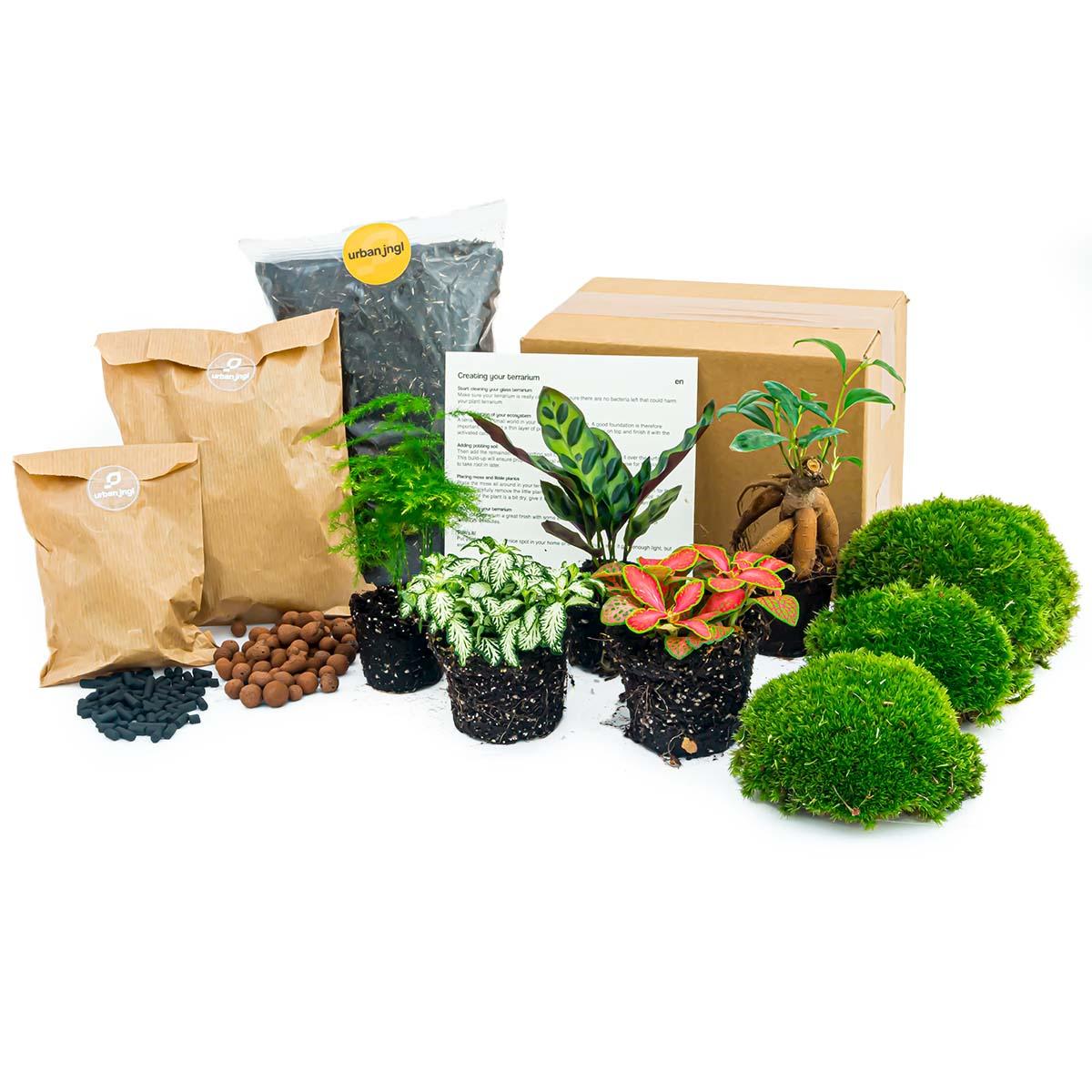 Nachfüllset für Pflanzenterrarium & Starter-Set – 5 Pflanzen