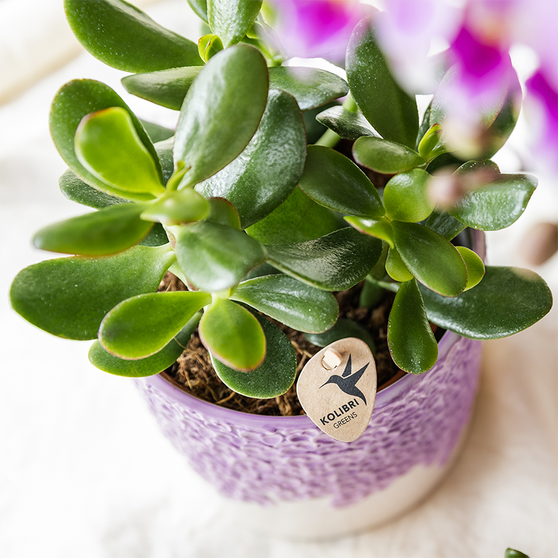 Bloom Ziertopf - Lila - Ø9cm